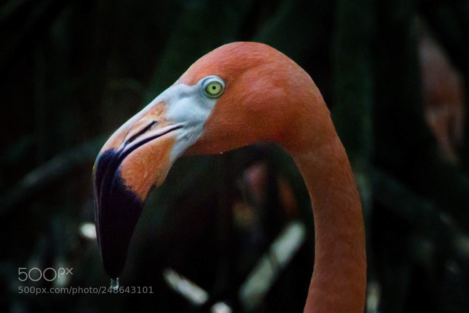 Sony ILCA-77M2 sample photo. Sad flamingo photography