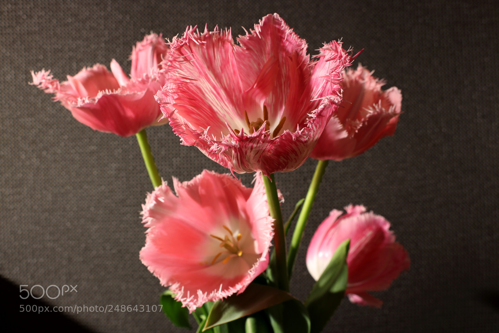 Canon EOS 700D (EOS Rebel T5i / EOS Kiss X7i) sample photo. Pink-white tulips photography