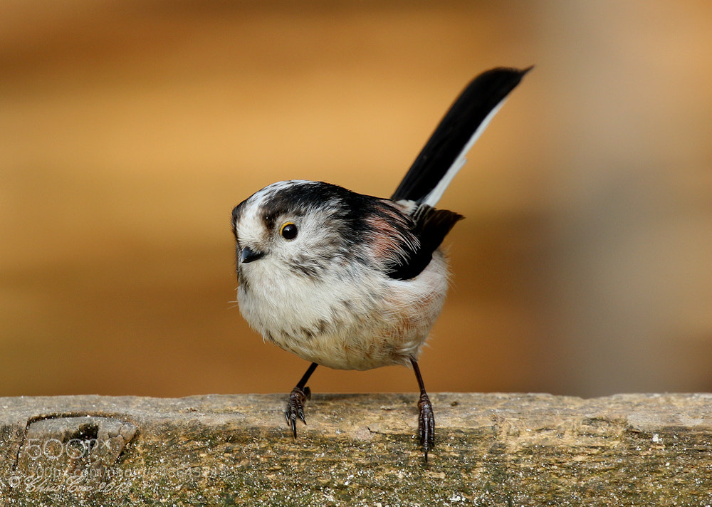 Canon EOS 7D Mark II sample photo. Long-tailed tit photography