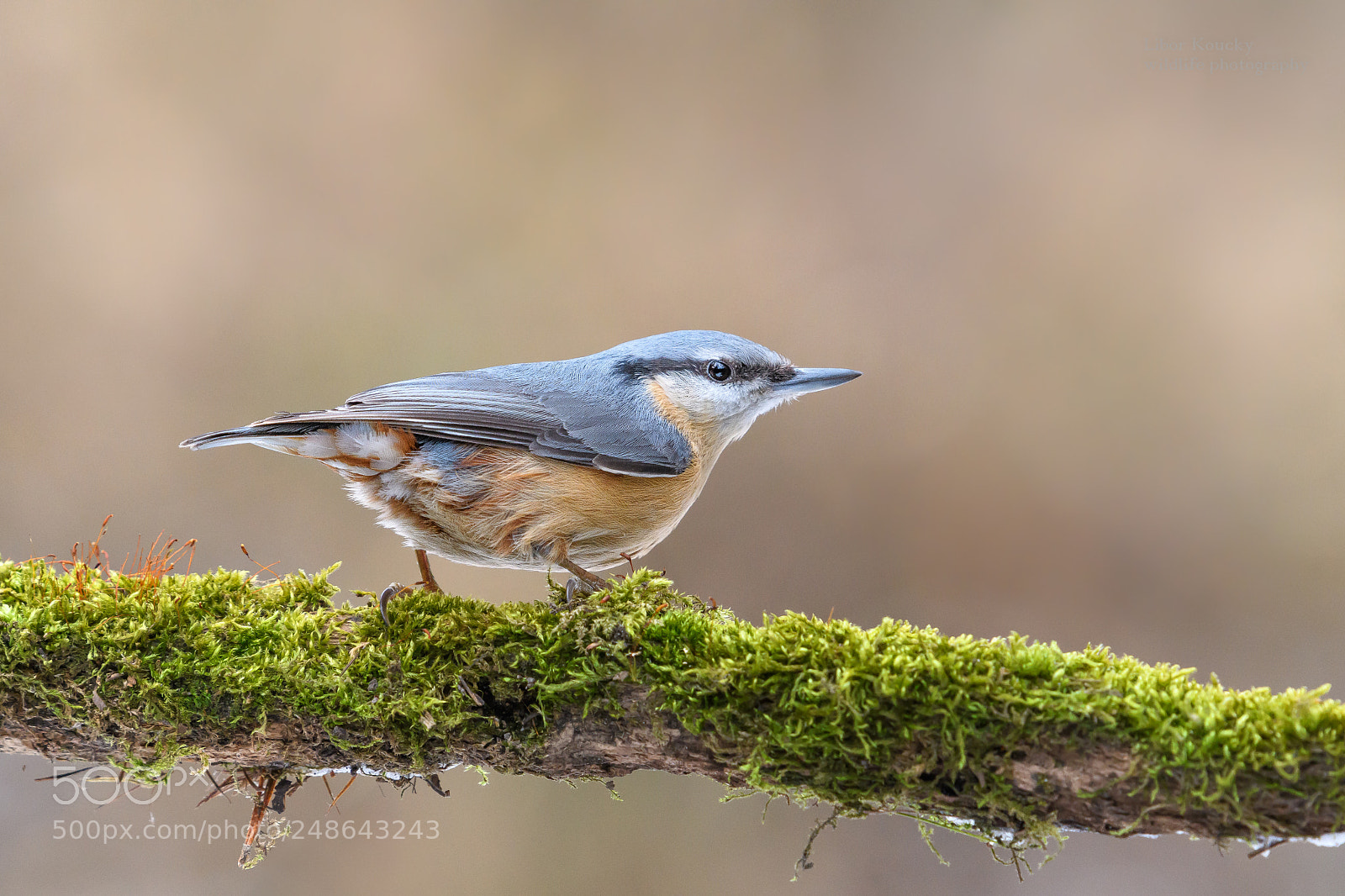 Nikon D500 sample photo. Nuthatch (sitta europaea) photography