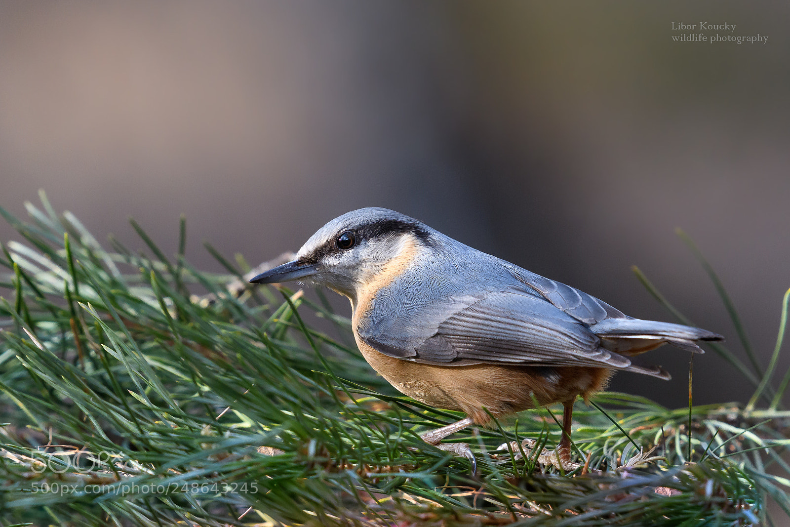 Nikon D500 sample photo. Nuthatch (sitta europaea) photography