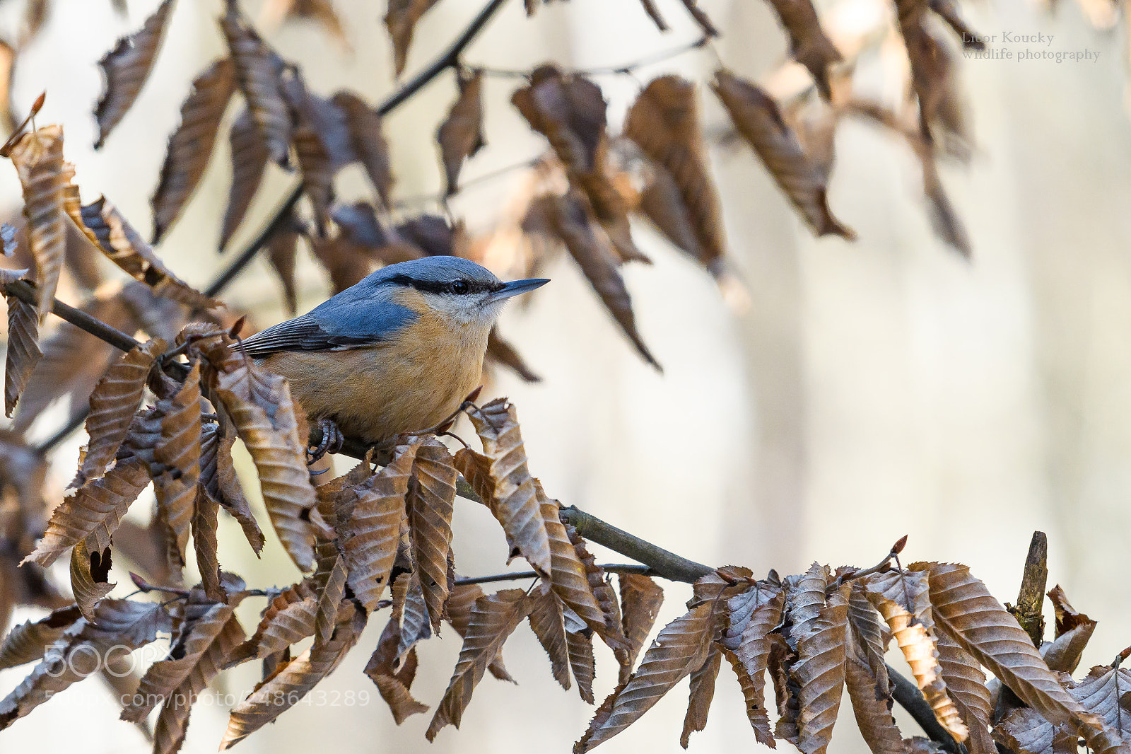 Nikon D500 sample photo. Nuthatch (sitta europaea) photography