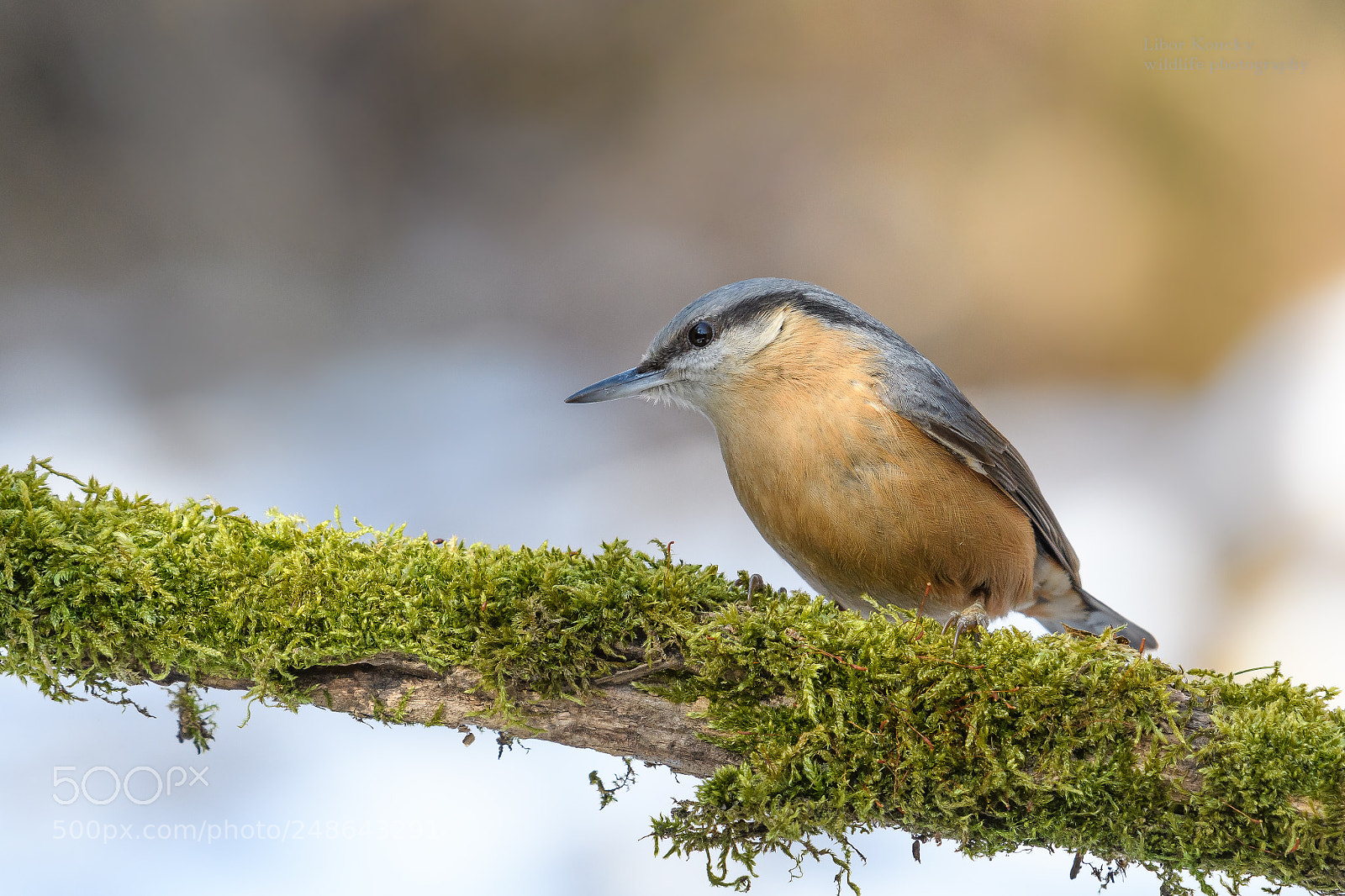 Nikon D500 sample photo. Nuthatch (sitta europaea) photography