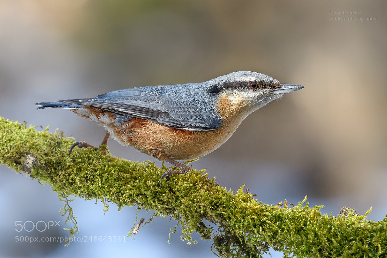 Nikon D500 sample photo. Nuthatch (sitta europaea) photography