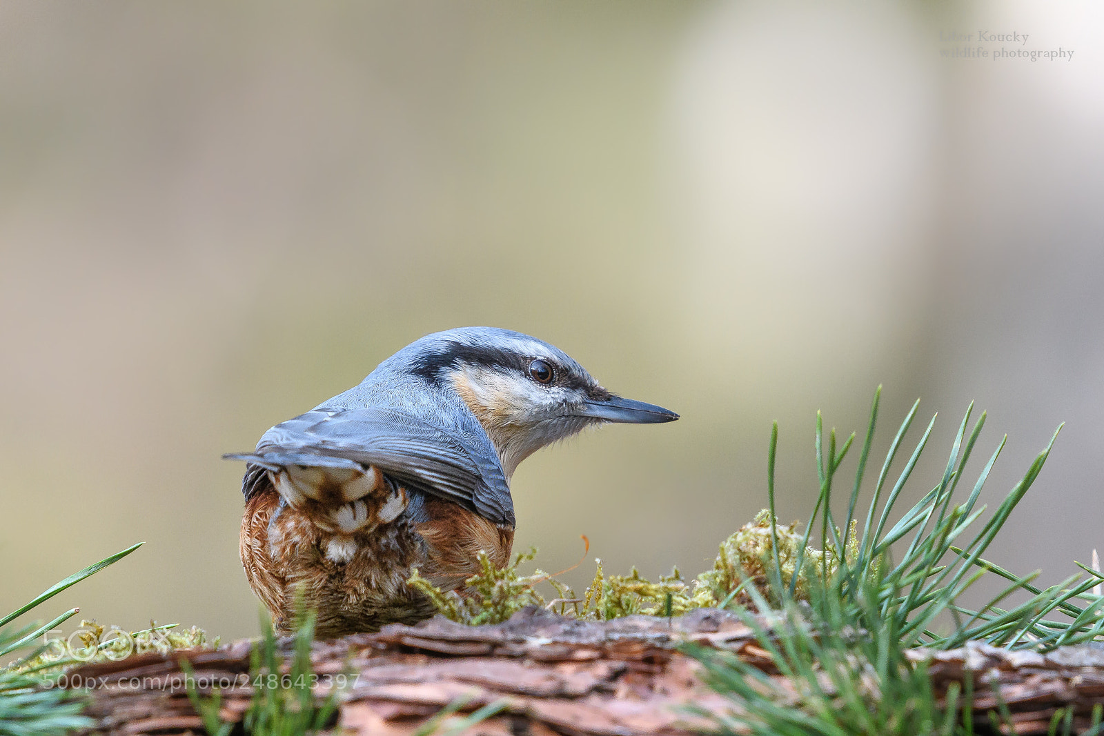 Nikon D500 sample photo. Nuthatch (sitta europaea) photography