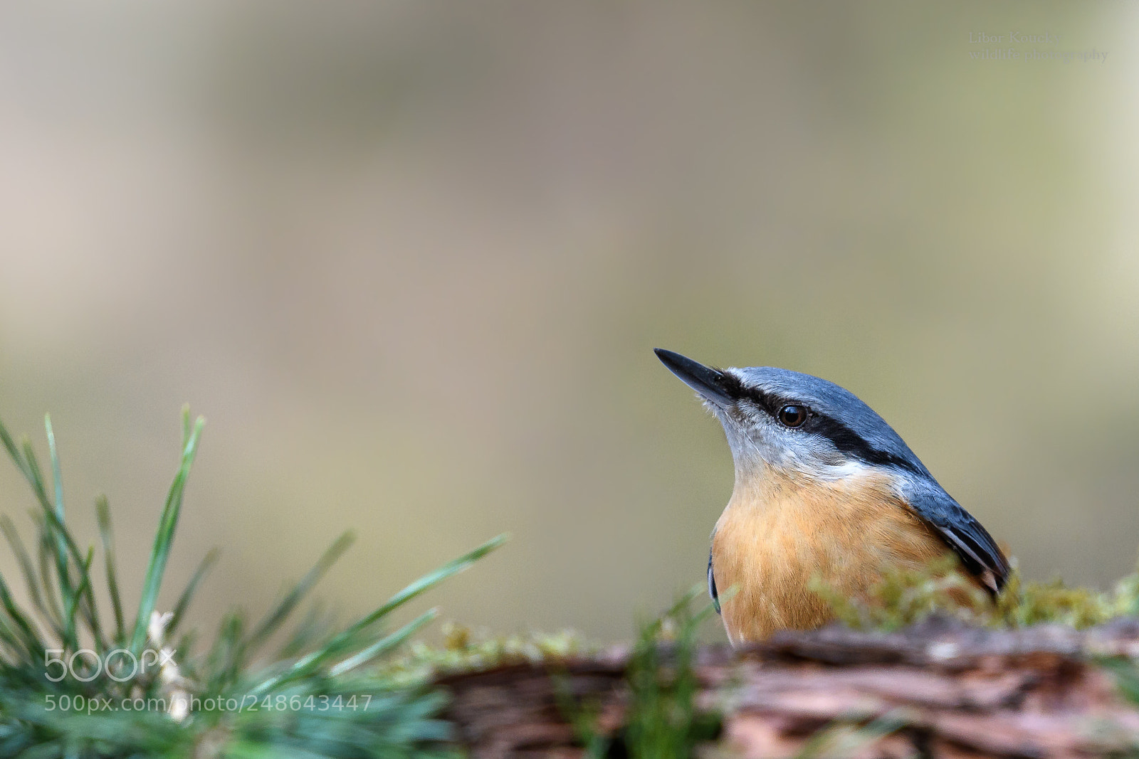 Nikon D500 sample photo. Nuthatch (sitta europaea) photography
