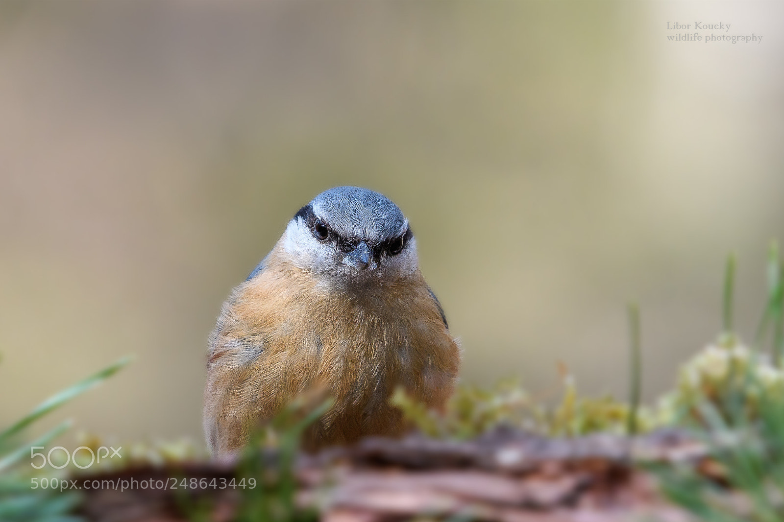 Nikon D500 sample photo. Nuthatch (sitta europaea) photography