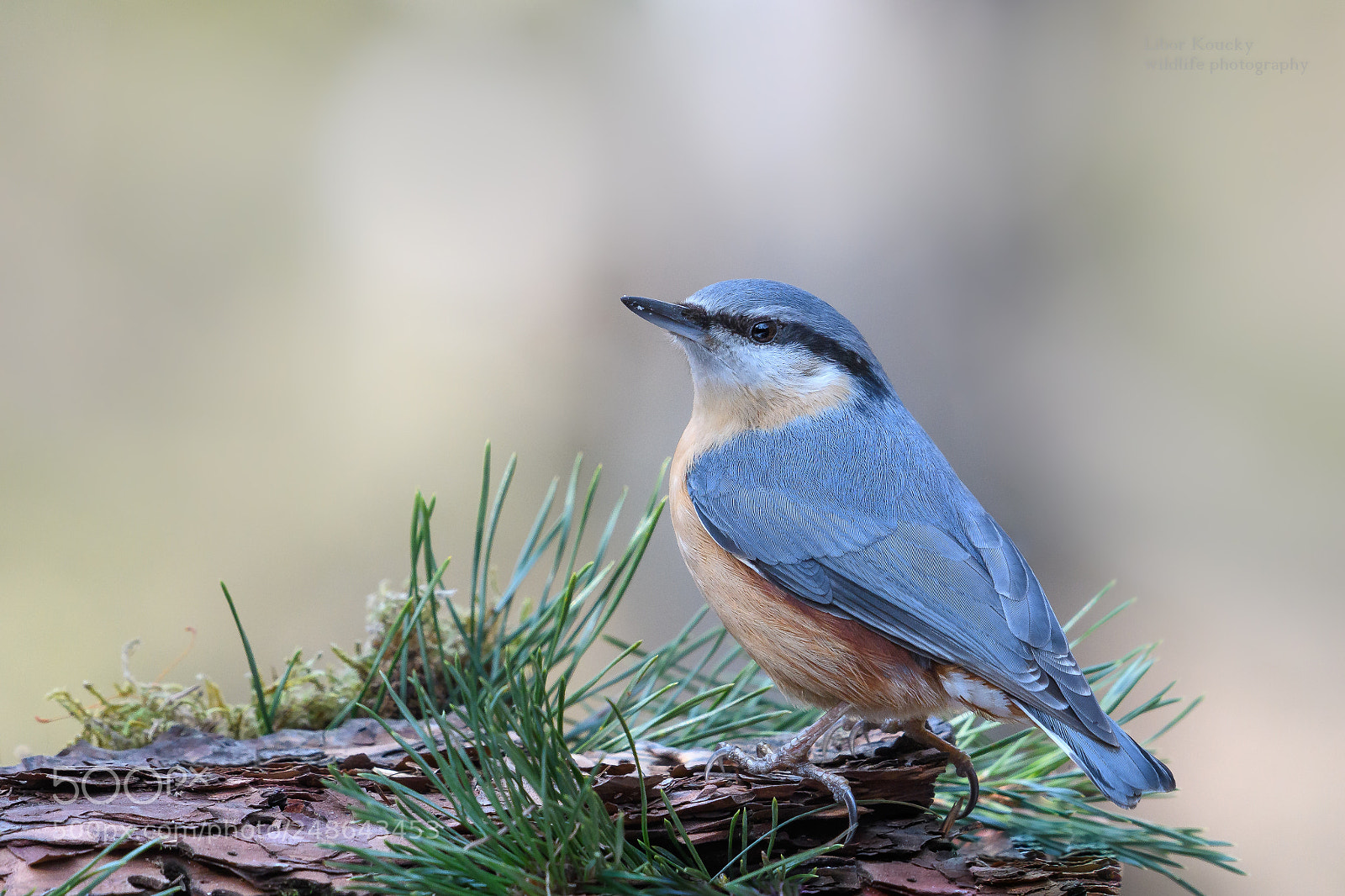 Nikon D500 sample photo. Nuthatch (sitta europaea) photography
