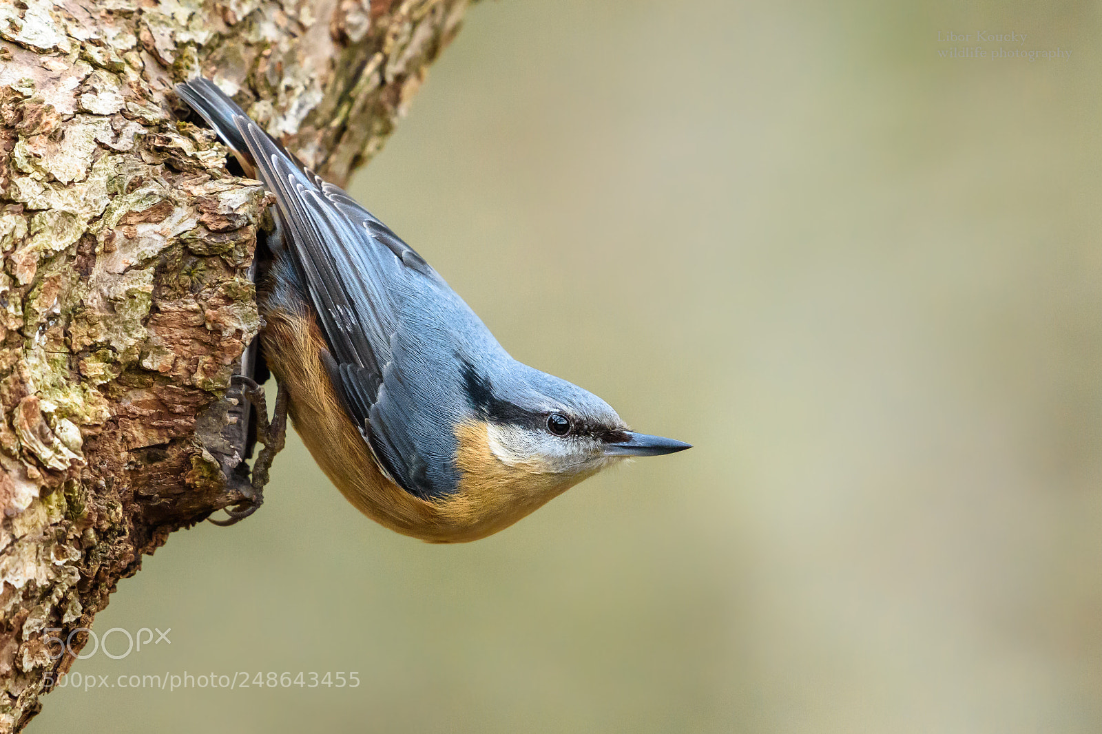 Nikon D5500 sample photo. Nuthatch (sitta europaea) photography