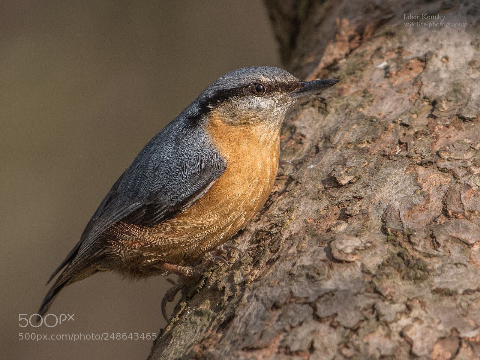 Nikon D5500 sample photo. Nuthatch (sitta europaea) photography