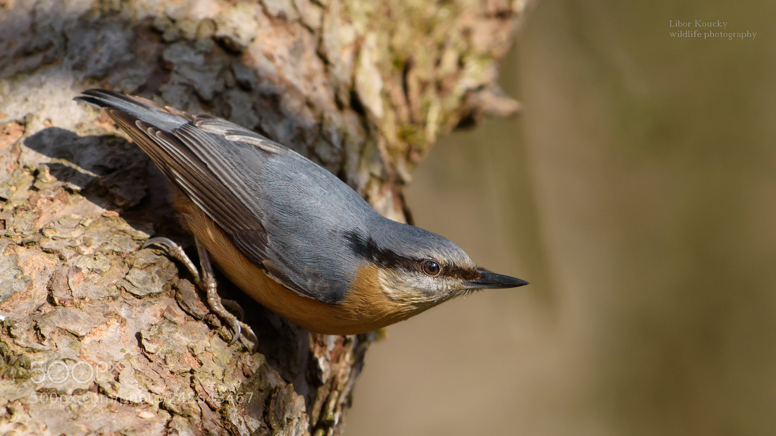 Nikon D5500 sample photo. Nuthatch (sitta europaea) photography