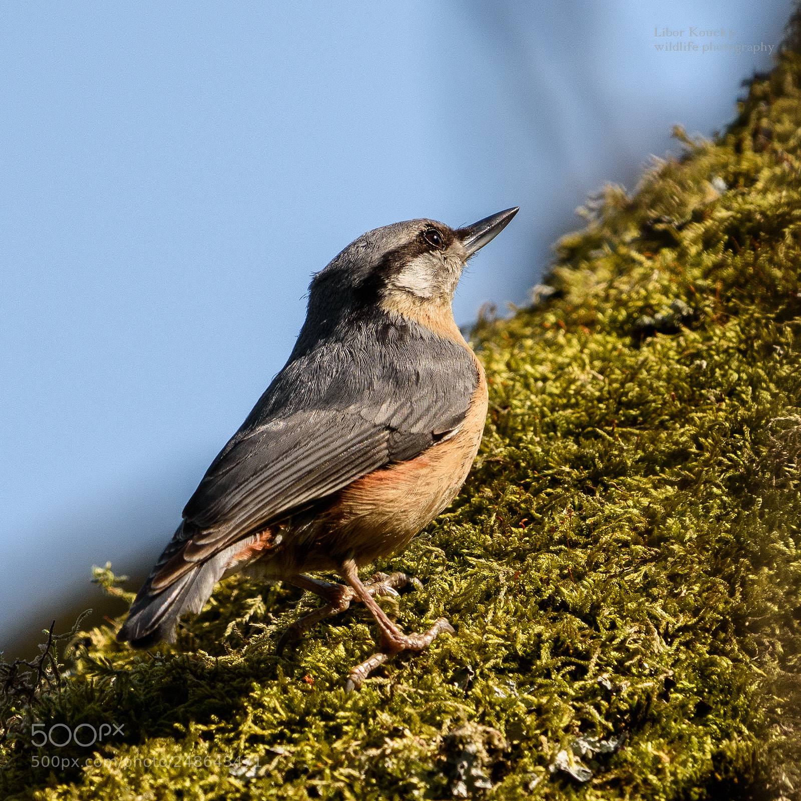 Nikon D5500 sample photo. Nuthatch (sitta europaea) photography