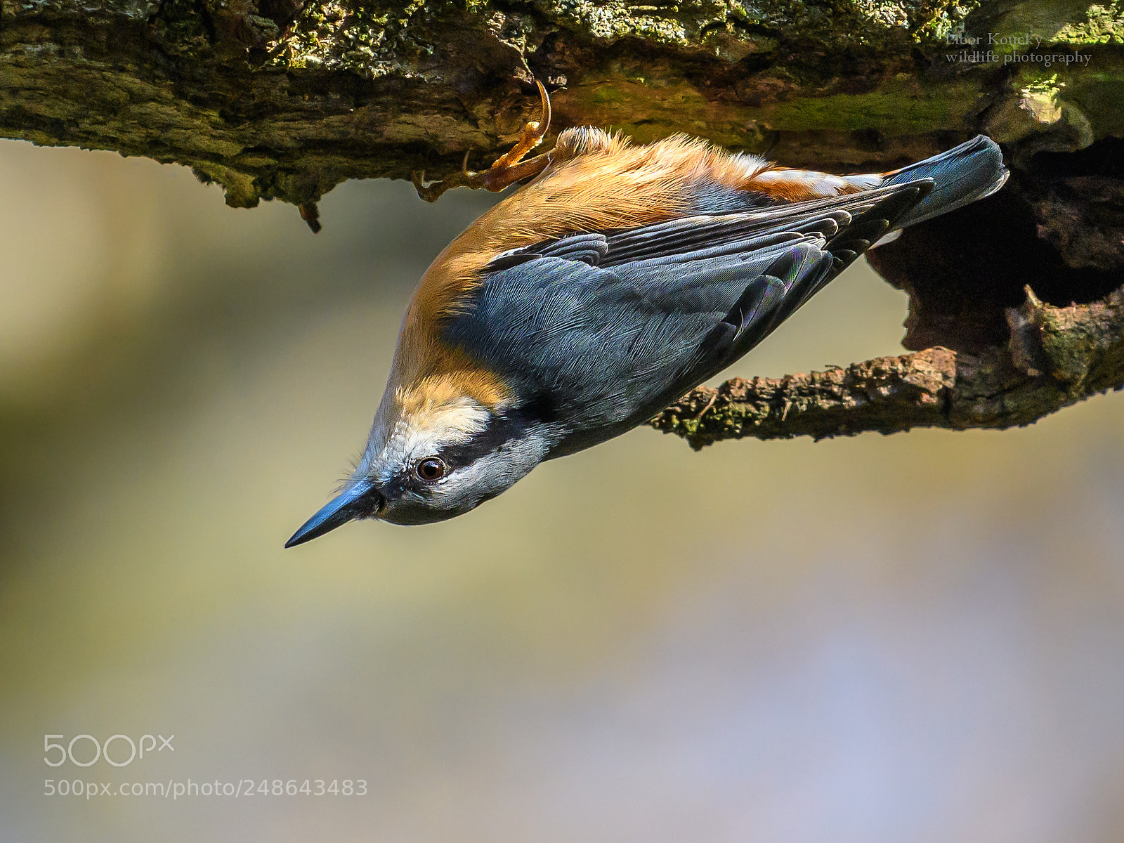 Nikon D500 sample photo. Nuthatch (sitta europaea) photography