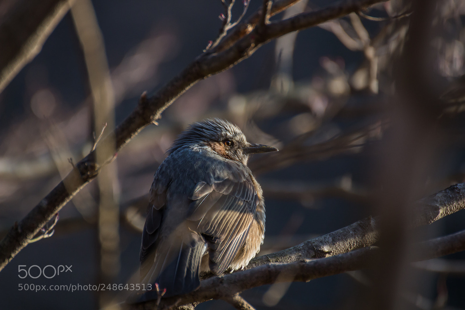 Canon EOS 700D (EOS Rebel T5i / EOS Kiss X7i) sample photo. Brown-eared bulbul photography