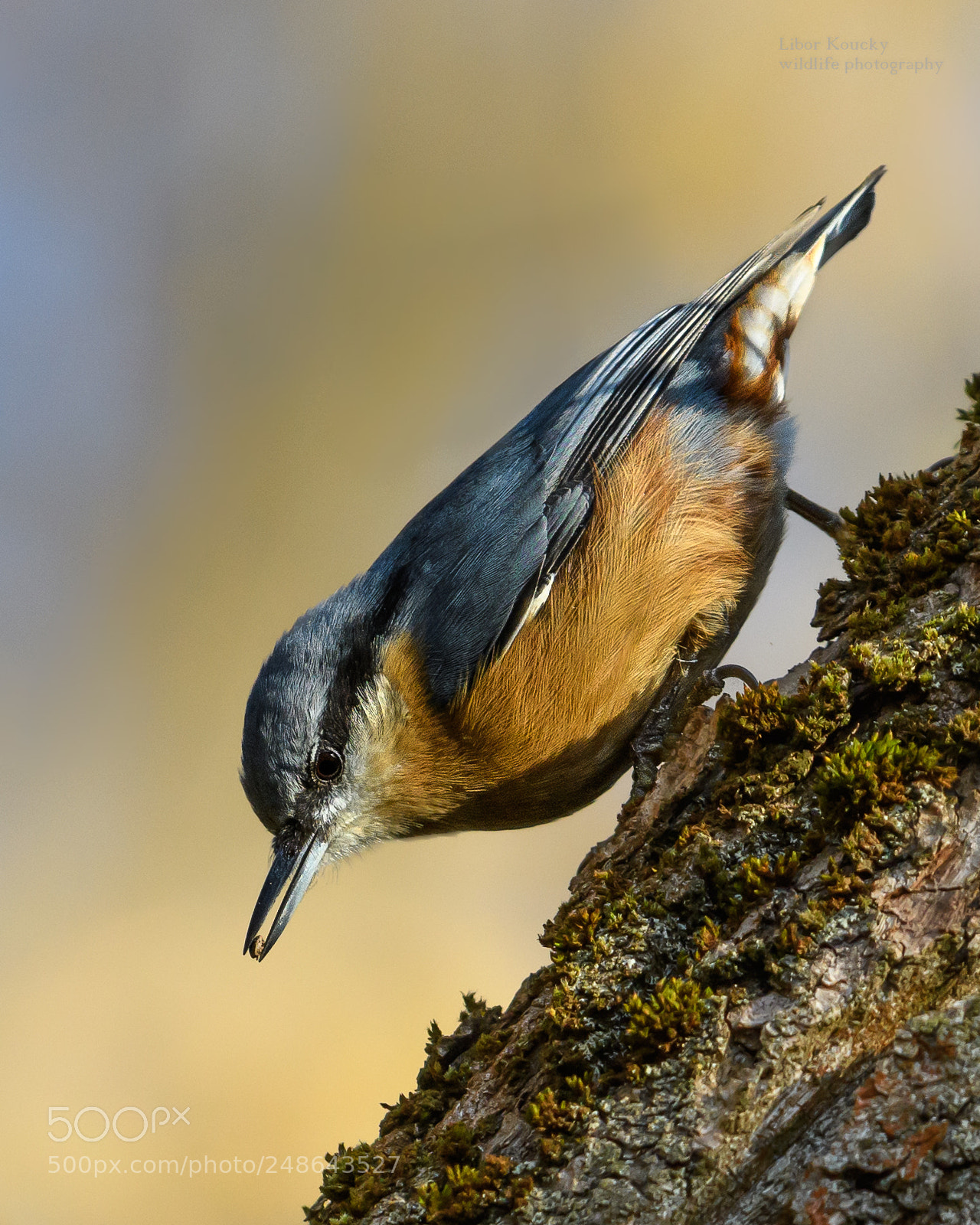 Nikon D500 sample photo. Nuthatch (sitta europaea) photography