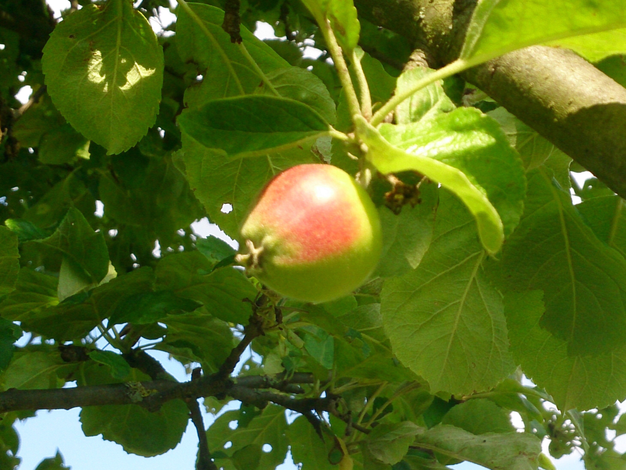 Sony Xperia Z sample photo. Apfel photography