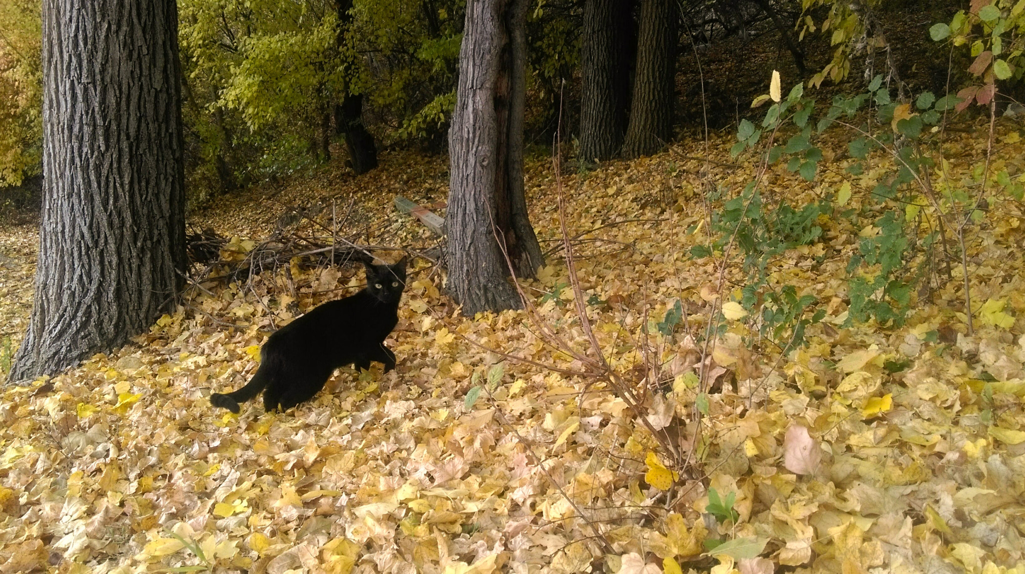 HTC DESIRE 820 sample photo. Cat and the autumn forest photography
