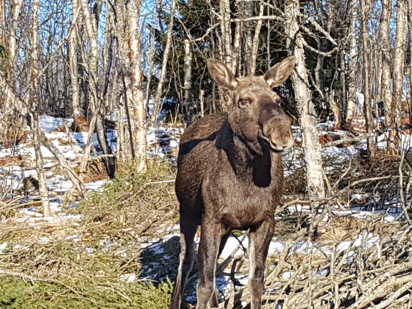 Samsung Galaxy S8 sample photo. Meeting the elk photography