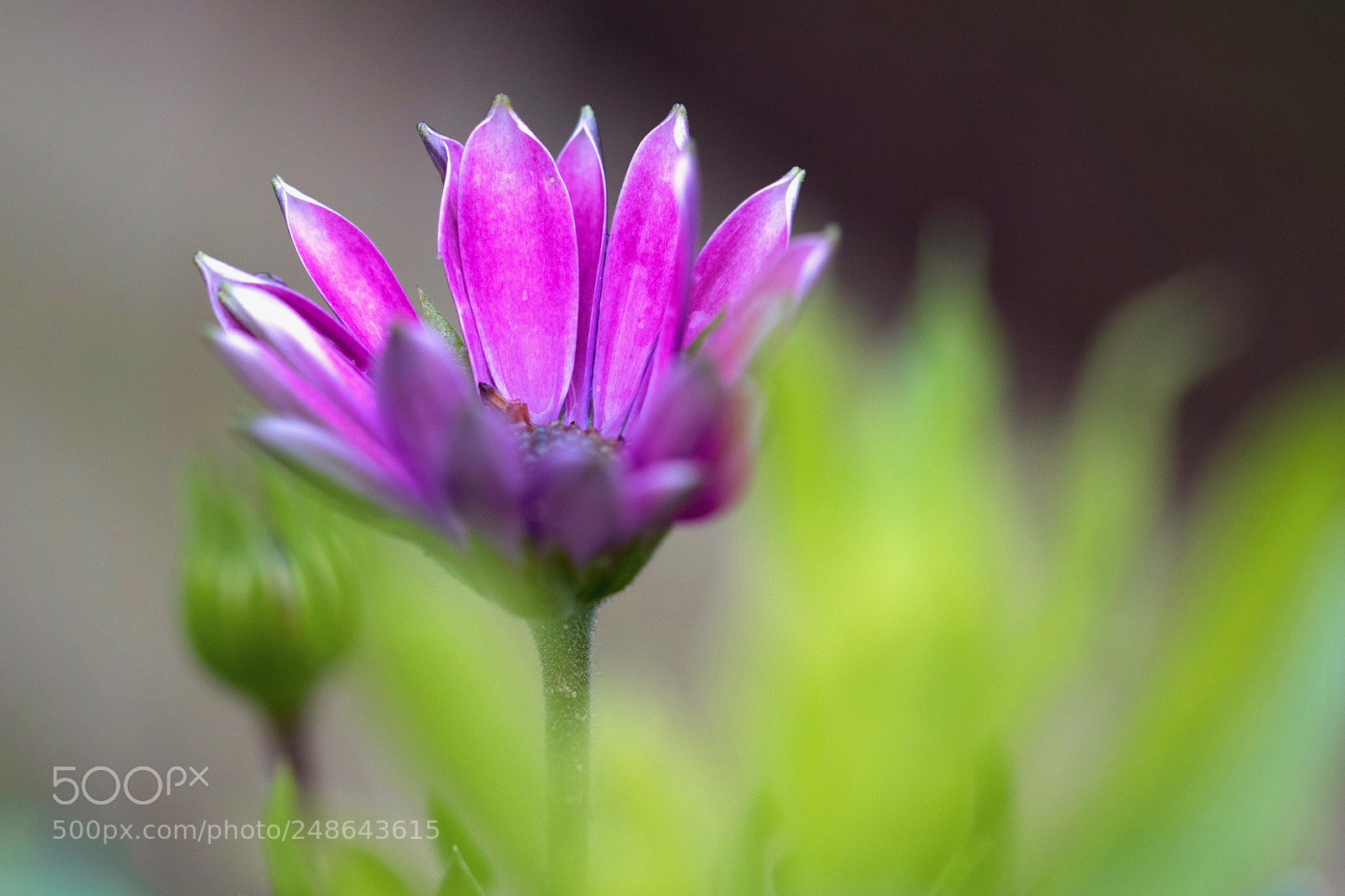 Canon EOS 7D Mark II sample photo. Purple rain photography