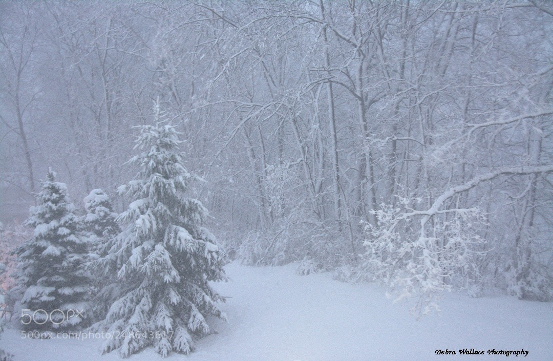 Nikon D7100 sample photo. Snowstorm quinn photography