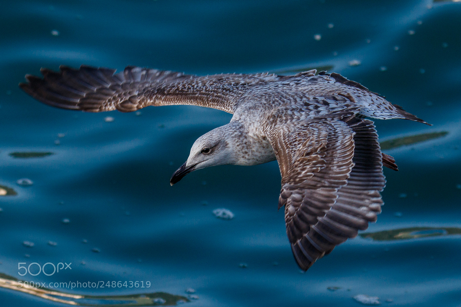 Canon EOS 80D sample photo. Lesser black-backed gull photography