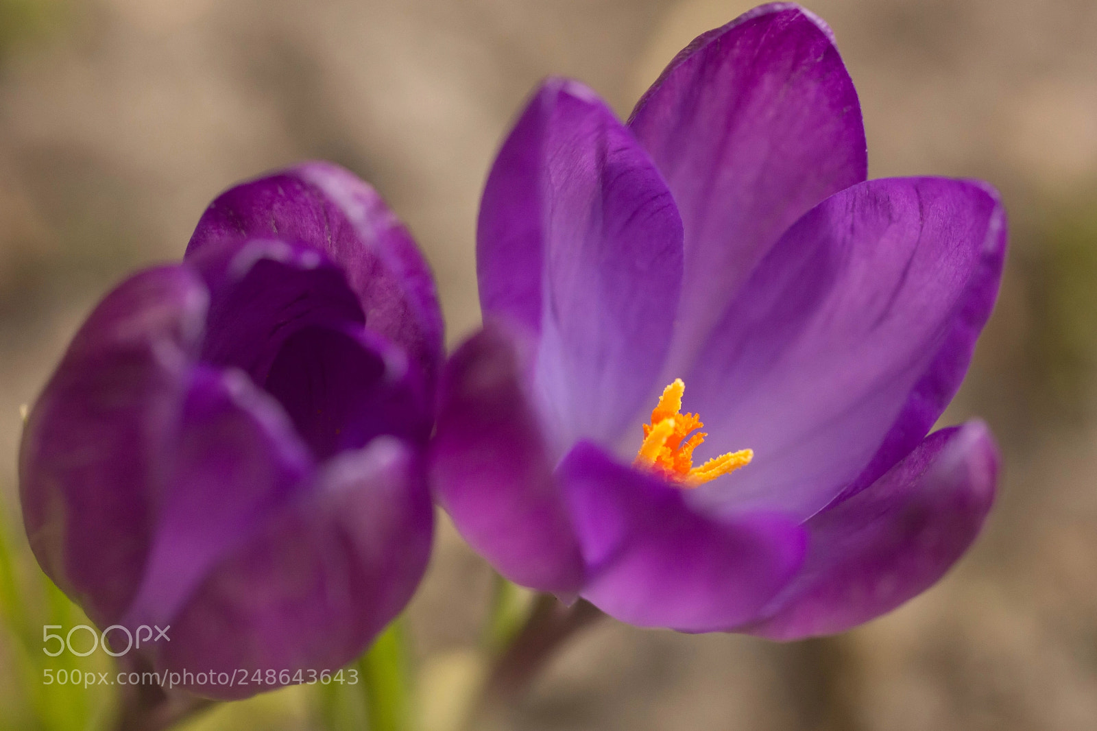 Sony SLT-A65 (SLT-A65V) sample photo. Crocus photography