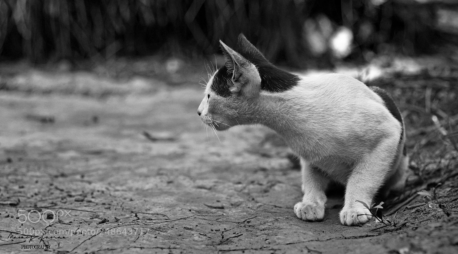 Canon EOS 80D sample photo. Ready to hunt photography