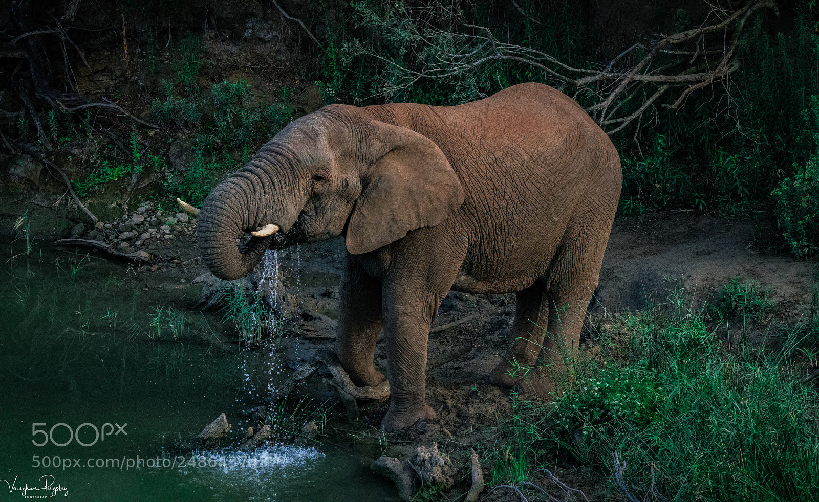 Sony a7R II sample photo. Watering hole photography