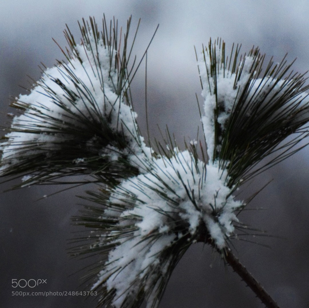 Nikon D5300 sample photo. "winter" photography