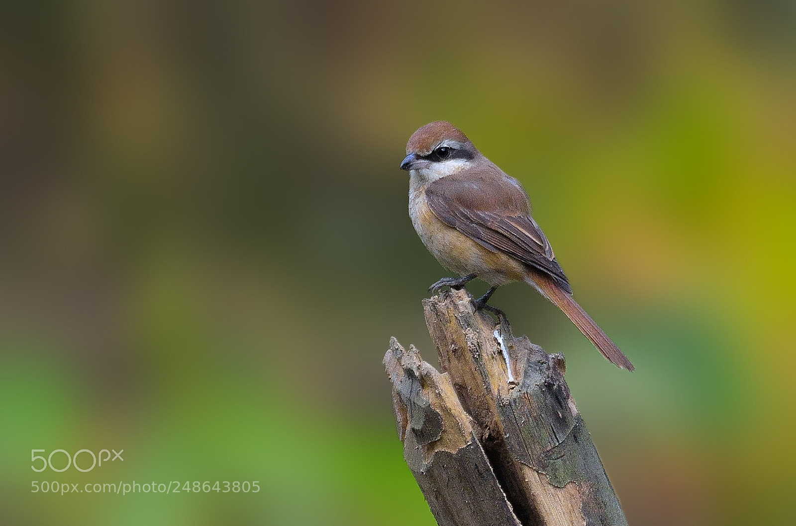 Nikon D5100 sample photo. Brown beauty photography