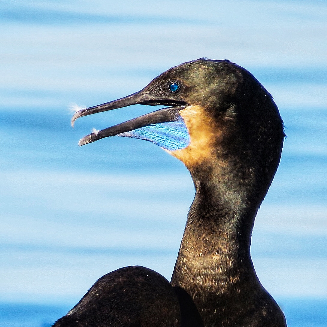 Canon PowerShot SX280 HS sample photo. Blue eyes photography