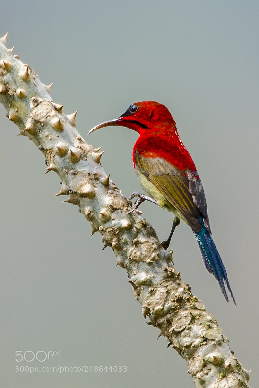 Nikon D5100 sample photo. Crimson sunbird photography
