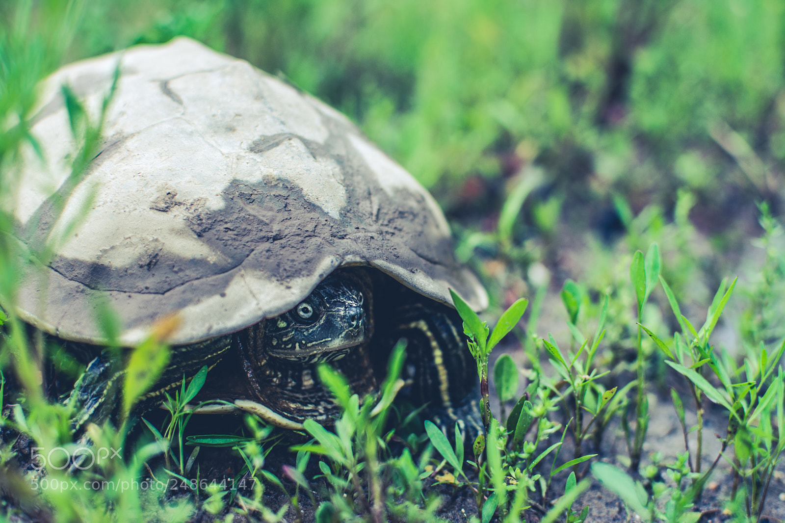 Nikon D7100 sample photo. I am turtle photography