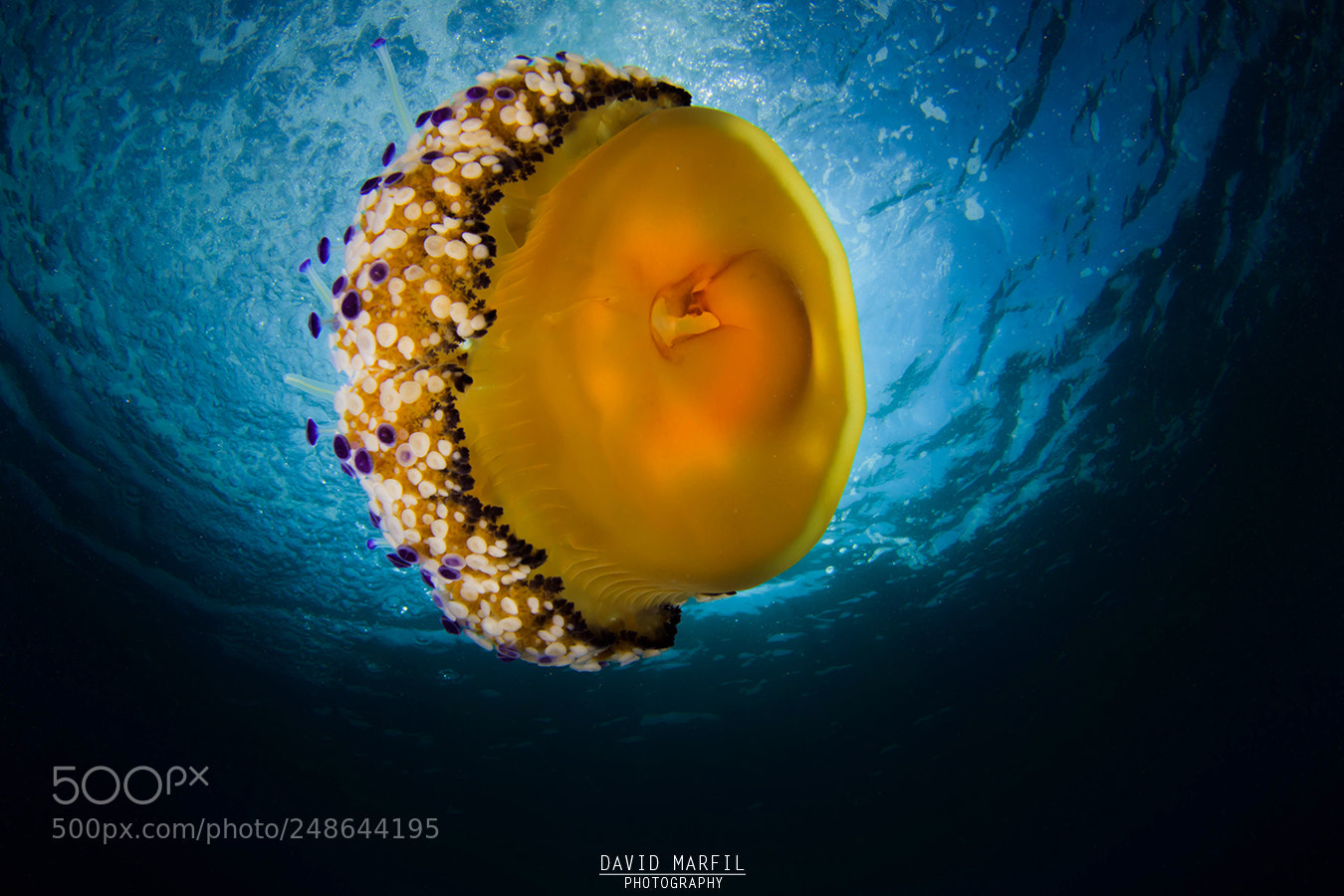 Canon EOS 50D sample photo. Under the sea photography