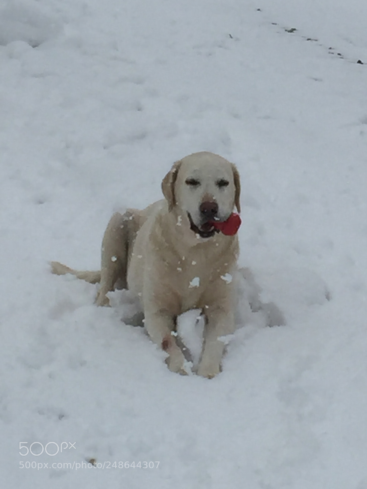 Apple iPhone 6 sample photo. Good dog photography