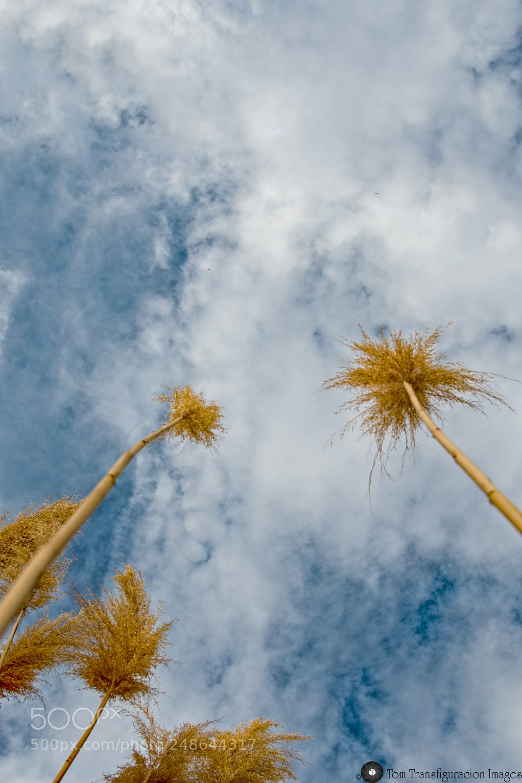 Nikon D500 sample photo. Looking up... photography