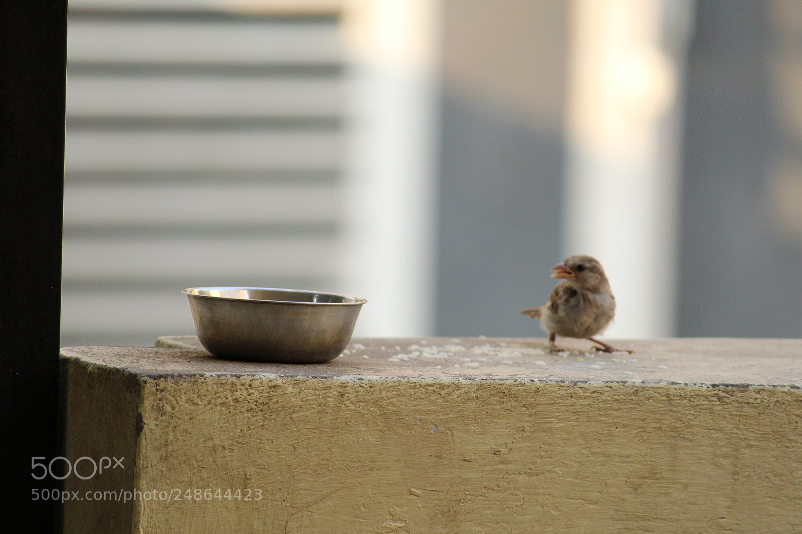Canon EOS 1300D (EOS Rebel T6 / EOS Kiss X80) sample photo. Img photography