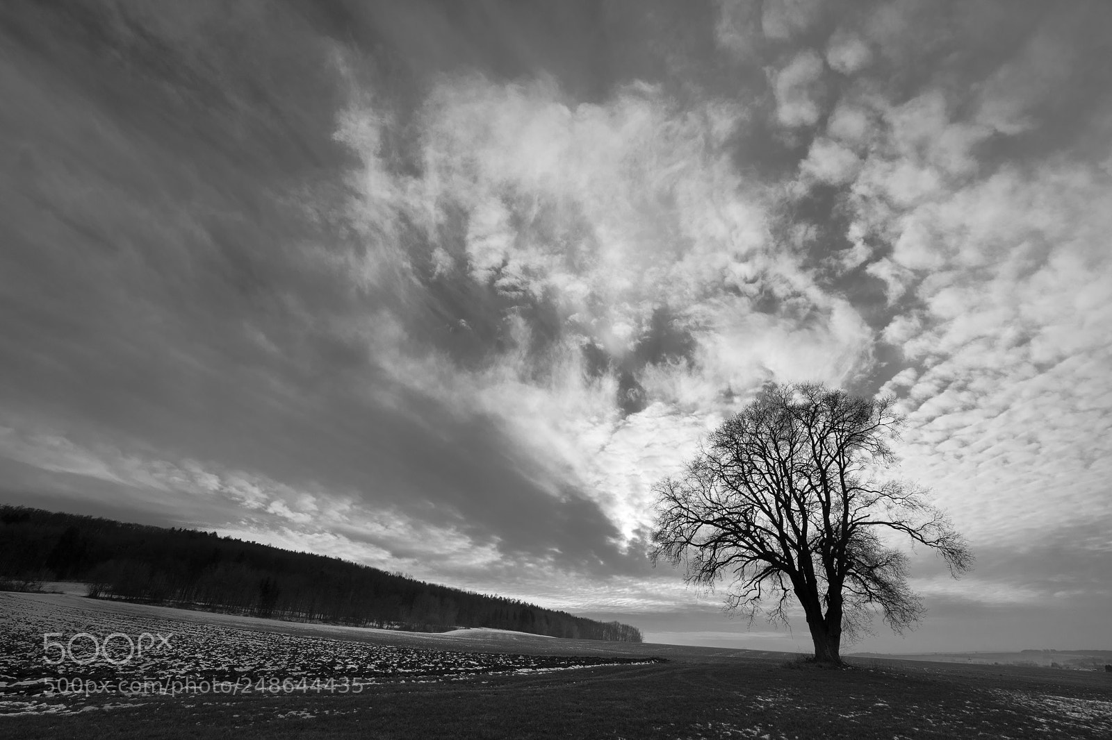 Nikon D5500 sample photo. Der baum photography
