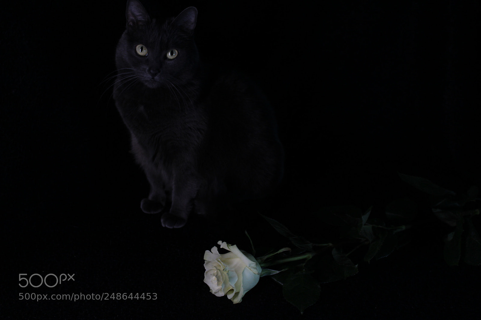 Canon EOS 1300D (EOS Rebel T6 / EOS Kiss X80) sample photo. Cat&rose photography
