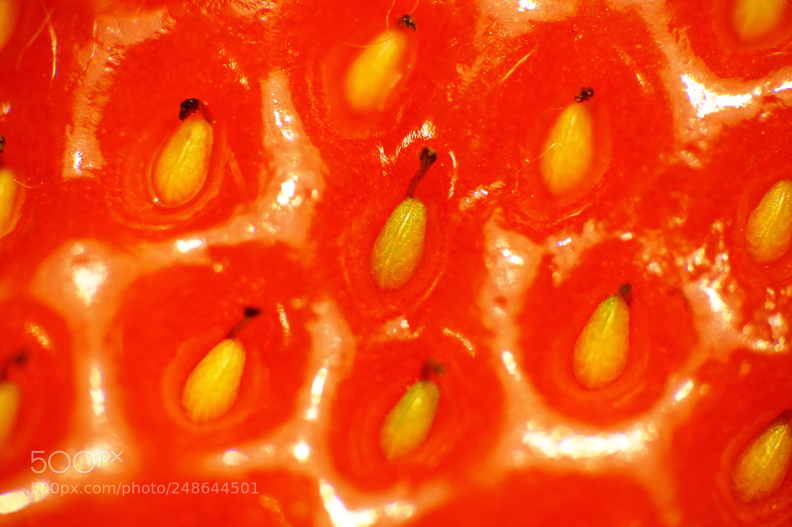 Panasonic Lumix DMC-FZ1000 sample photo. Seeds of new life photography