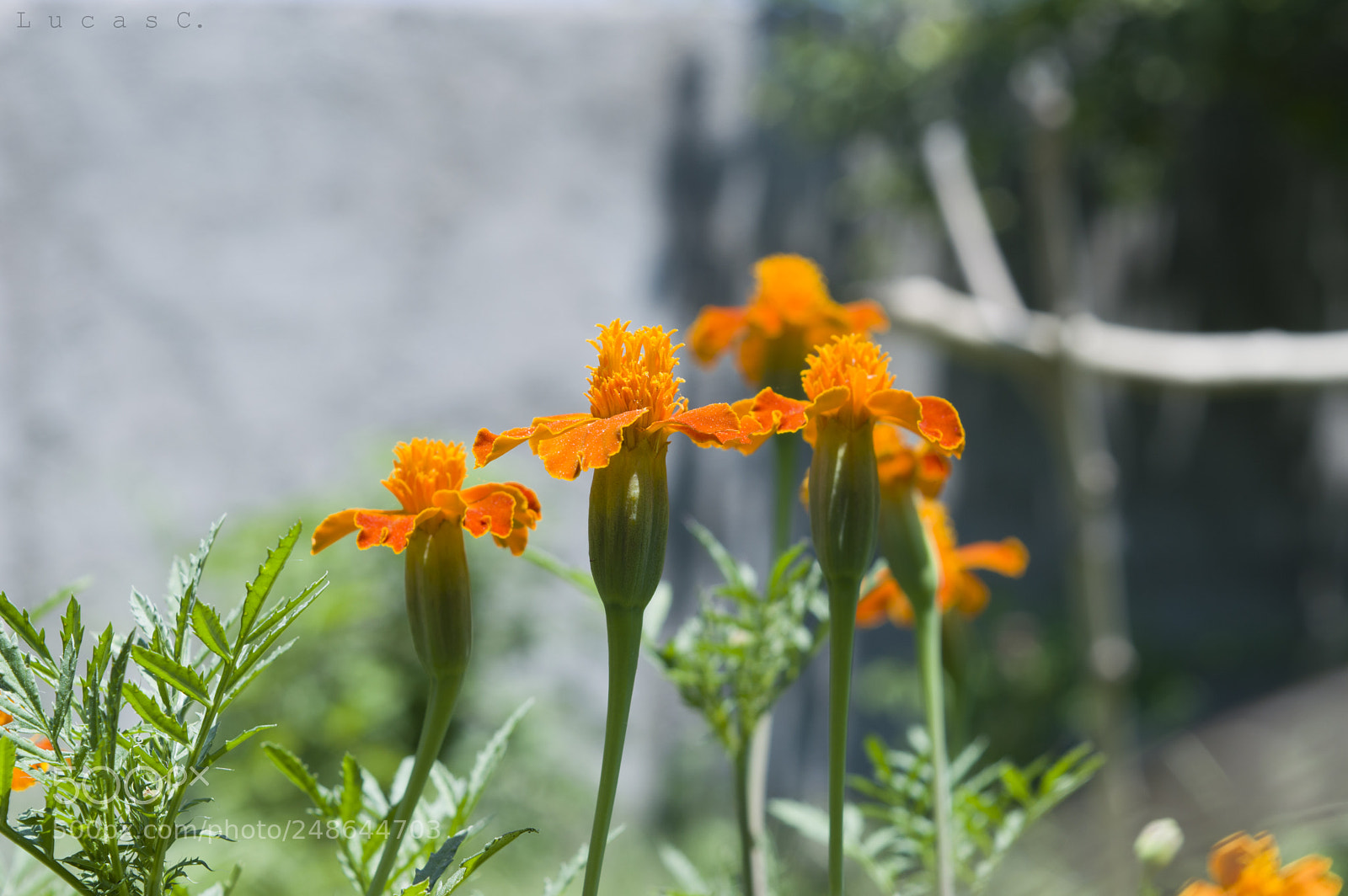 Nikon D3200 sample photo. Flowers photography