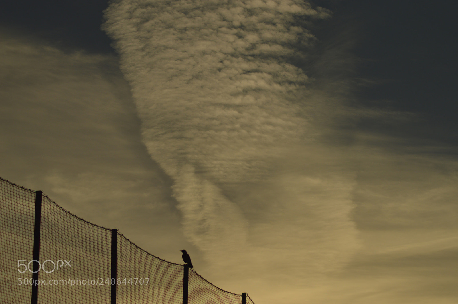Nikon D3200 sample photo. Crow with sunset photography