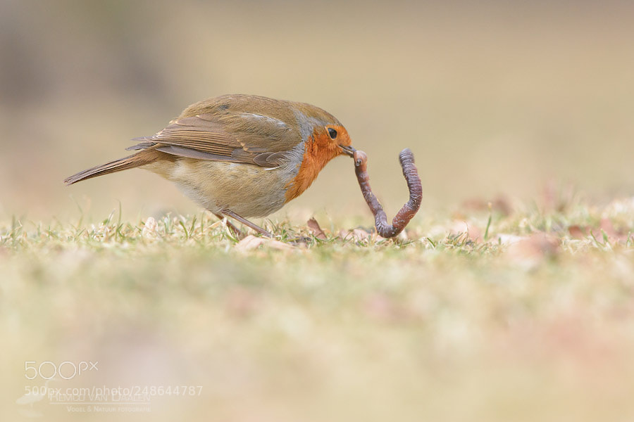 Nikon D7100 sample photo. Robin struggled with mini-snake photography