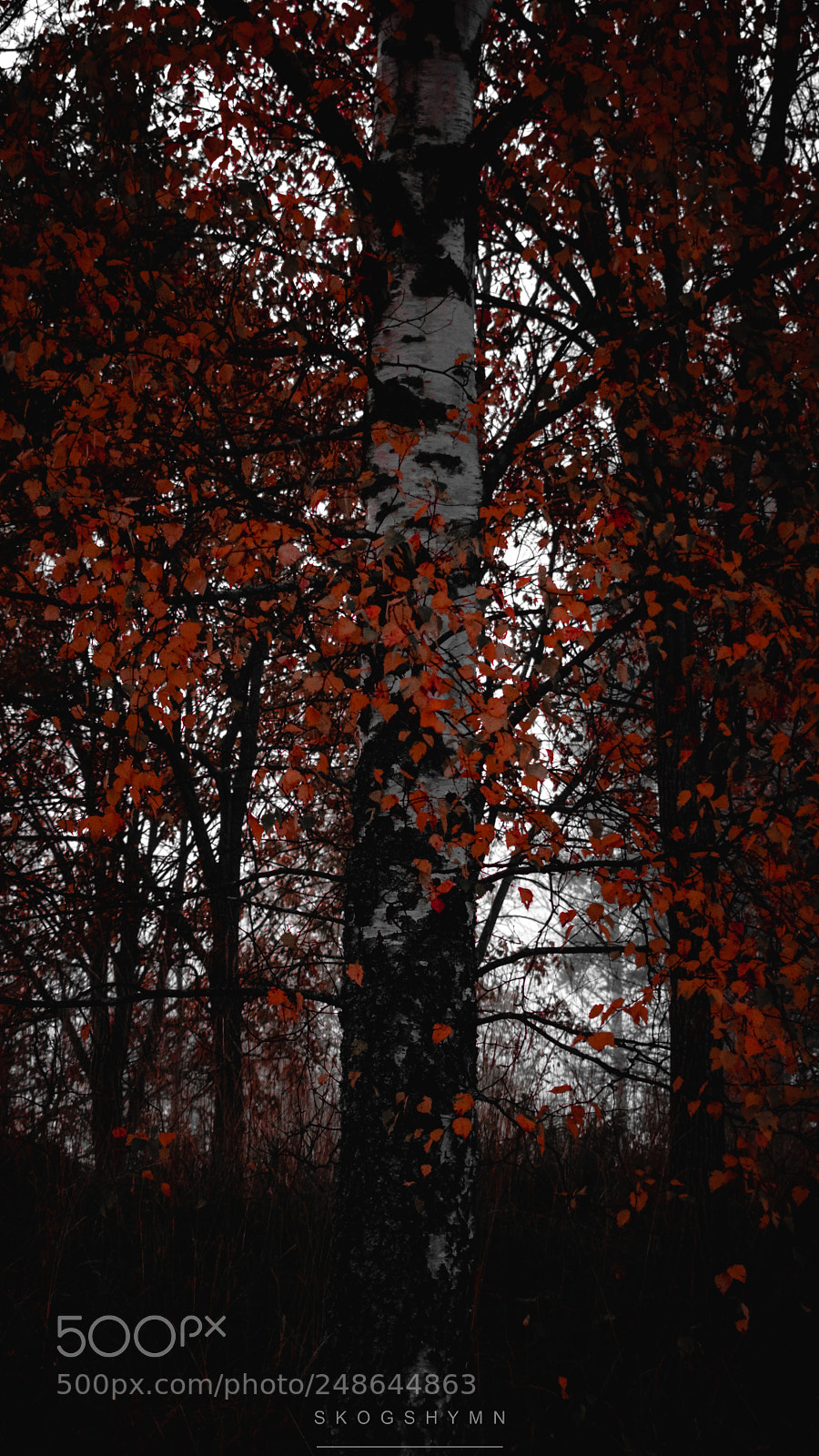 Nikon D5300 sample photo. Fiery photography
