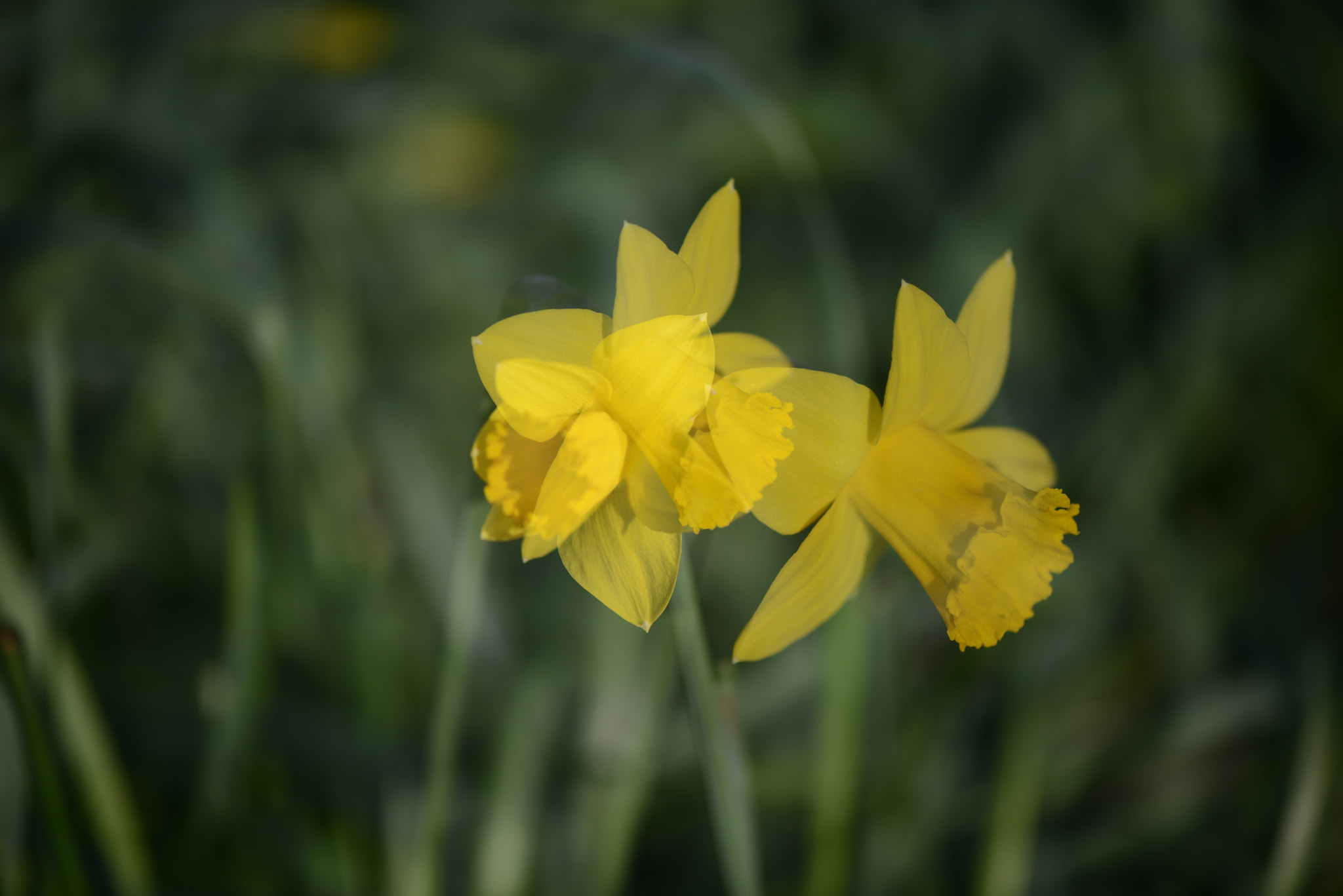 Nikon AF-S Micro-Nikkor 105mm F2.8G IF-ED VR sample photo. More cornish daffodils photography