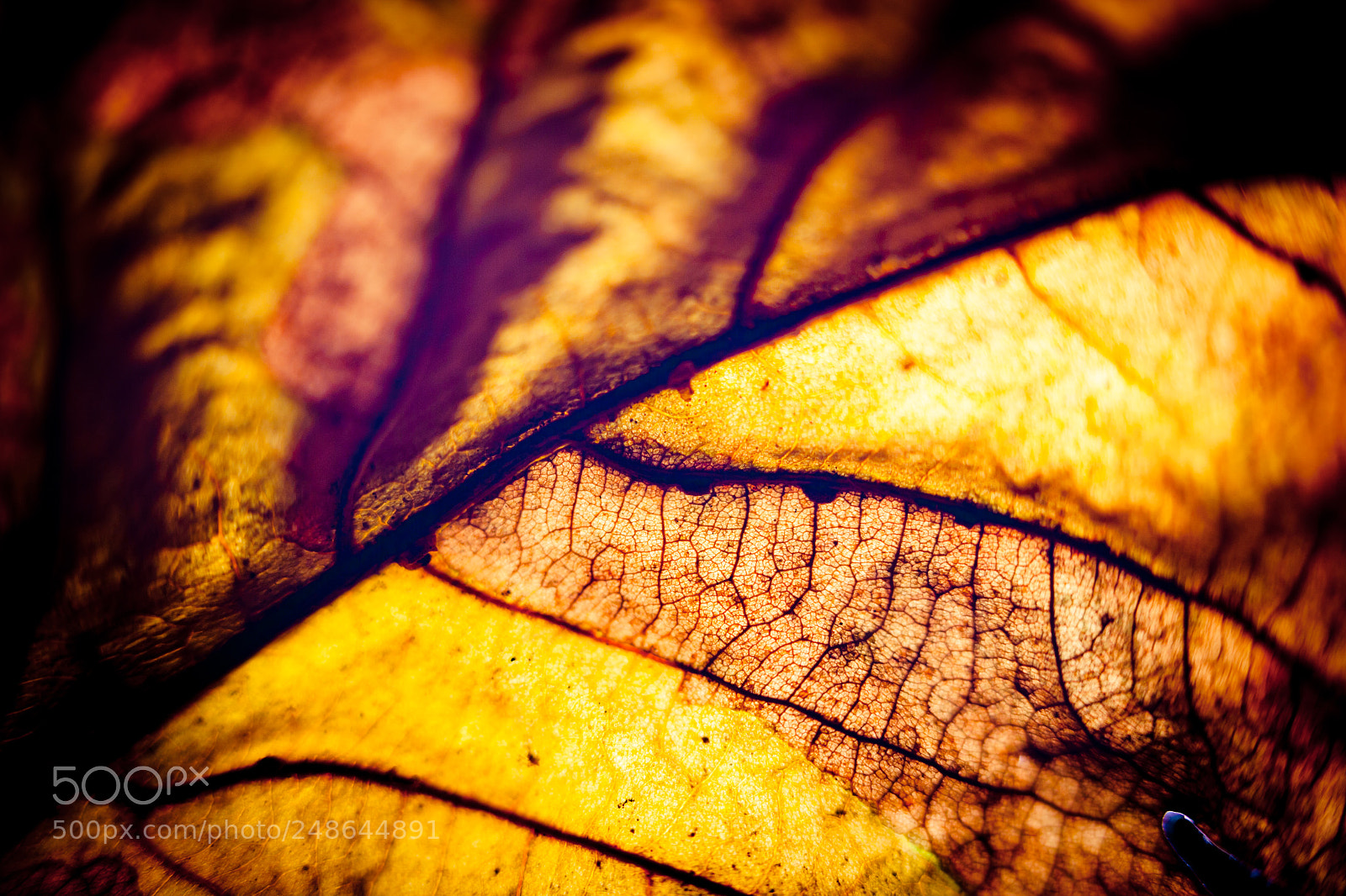 Canon EOS-1Ds Mark II sample photo. Autumn leaves silhouette yellow photography