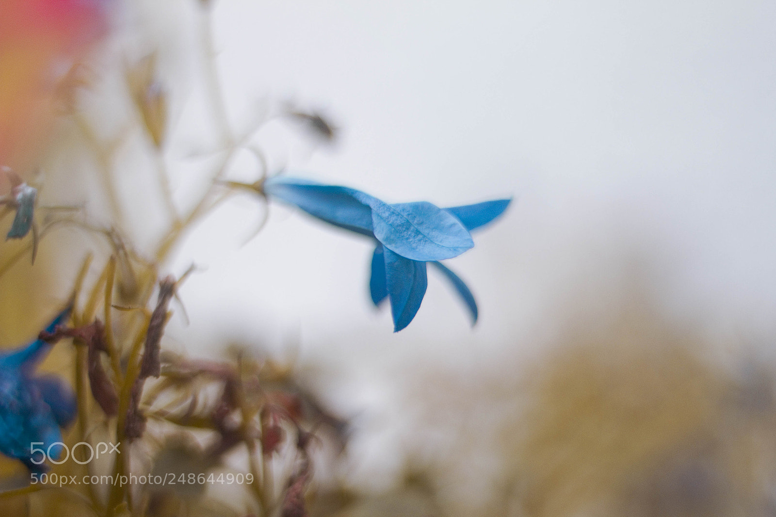 Canon EOS 60D sample photo. 14 photography