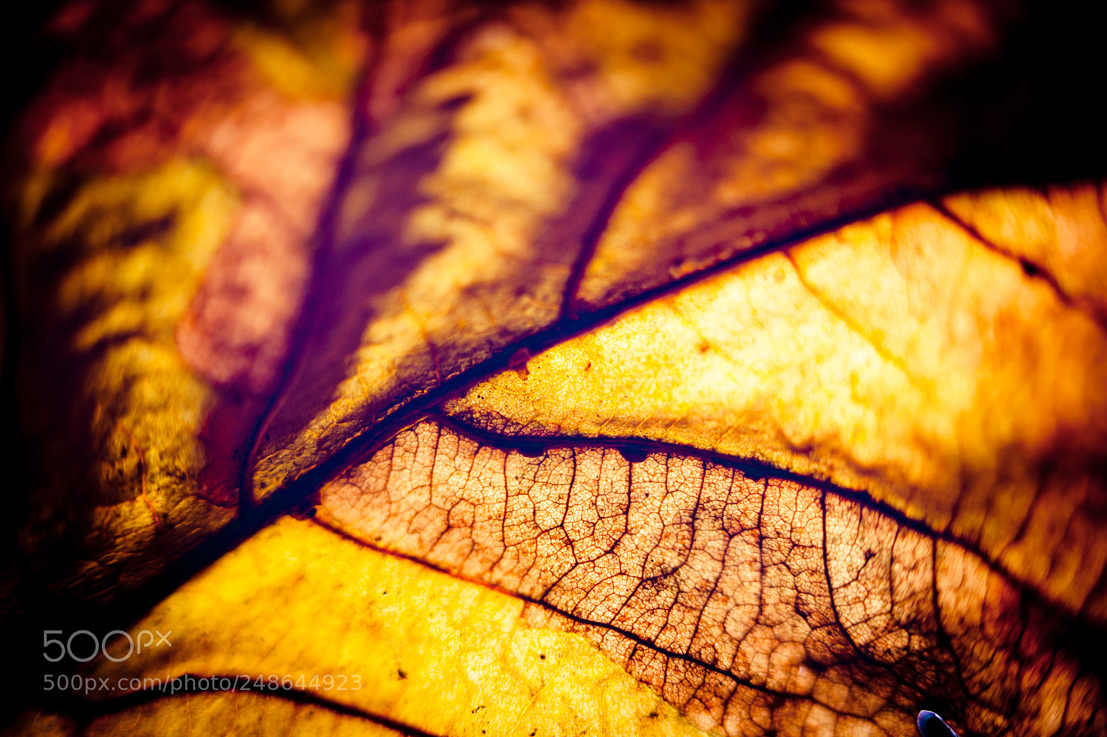 Canon EOS-1Ds Mark II sample photo. Autumn leaves silhouette yellow photography