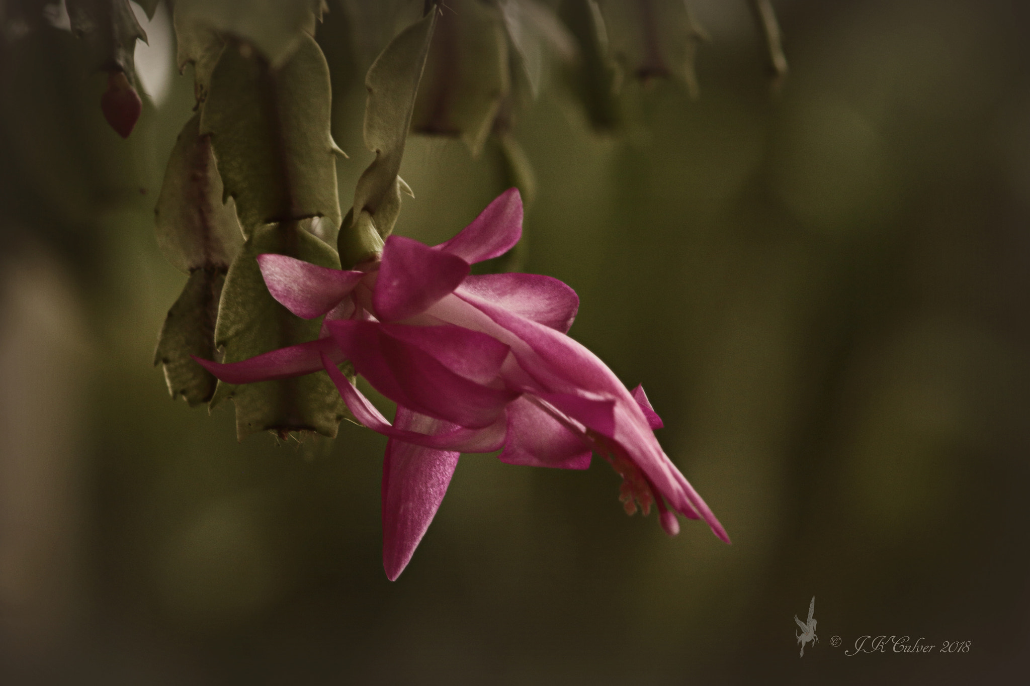 Canon EF 75-300mm f/4-5.6 sample photo. Easter cactus photography