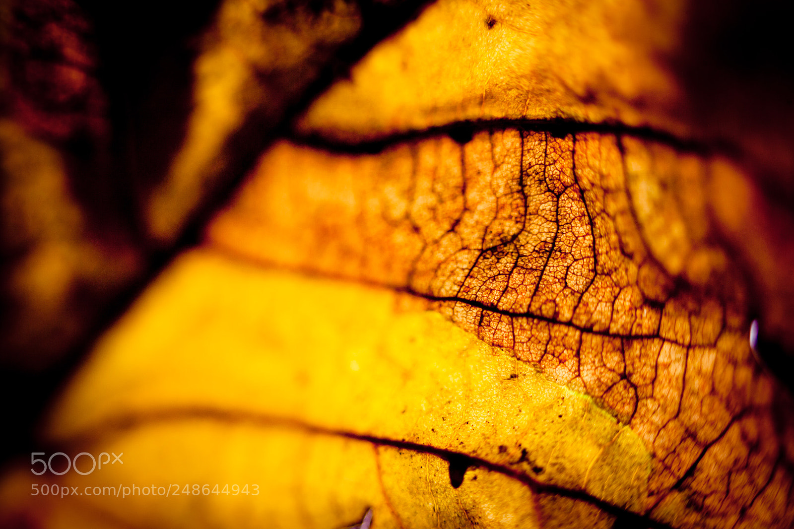Canon EOS-1Ds Mark II sample photo. Autumn leaves silhouette yellow photography